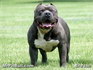 best pitbull 